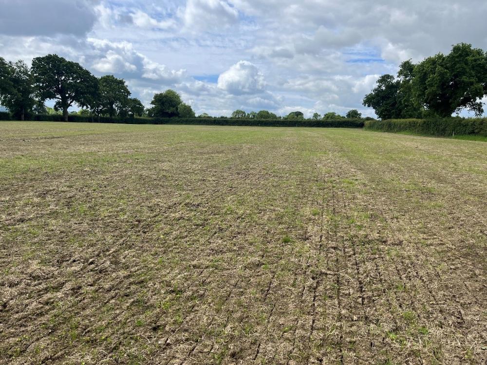 Reseeded field