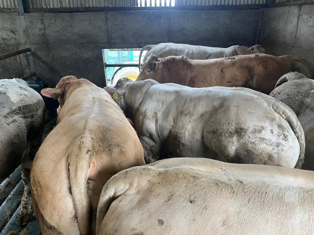 Finishing bulls