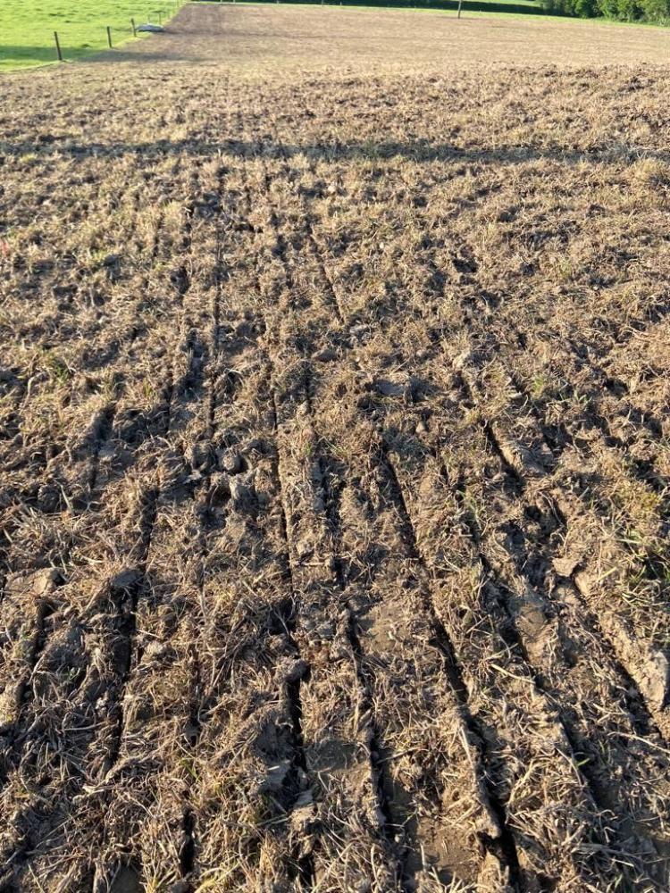 Paddock reseeded by direct drilling