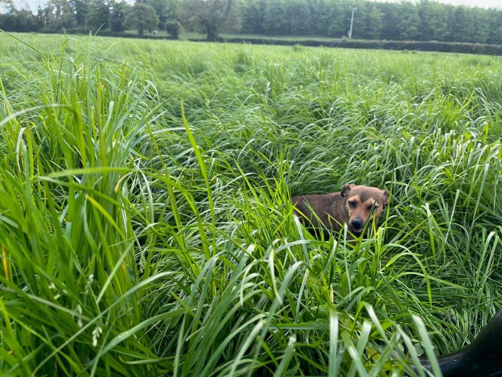 Silage field fit for cutting
