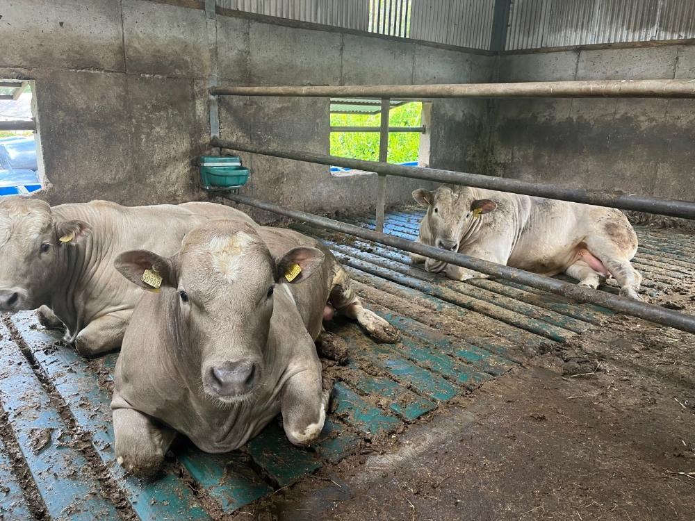 Finishing bulls in slatted shed