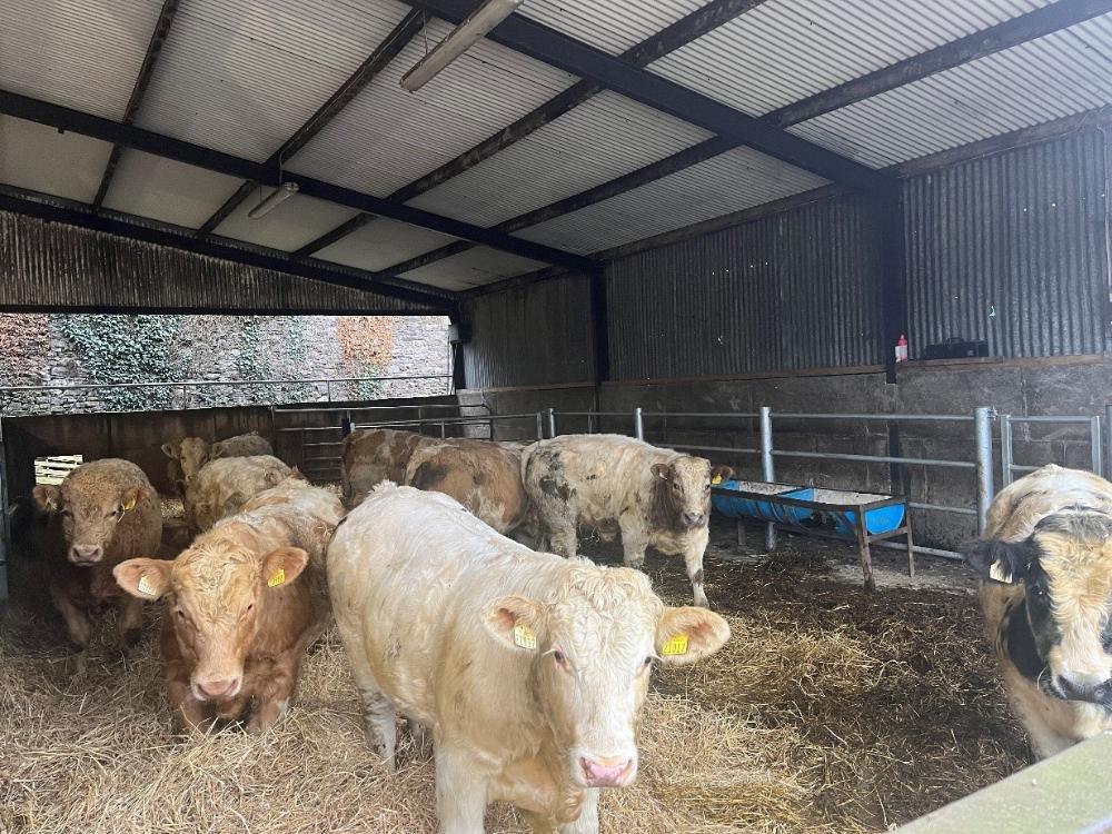 Bulls housed on straw