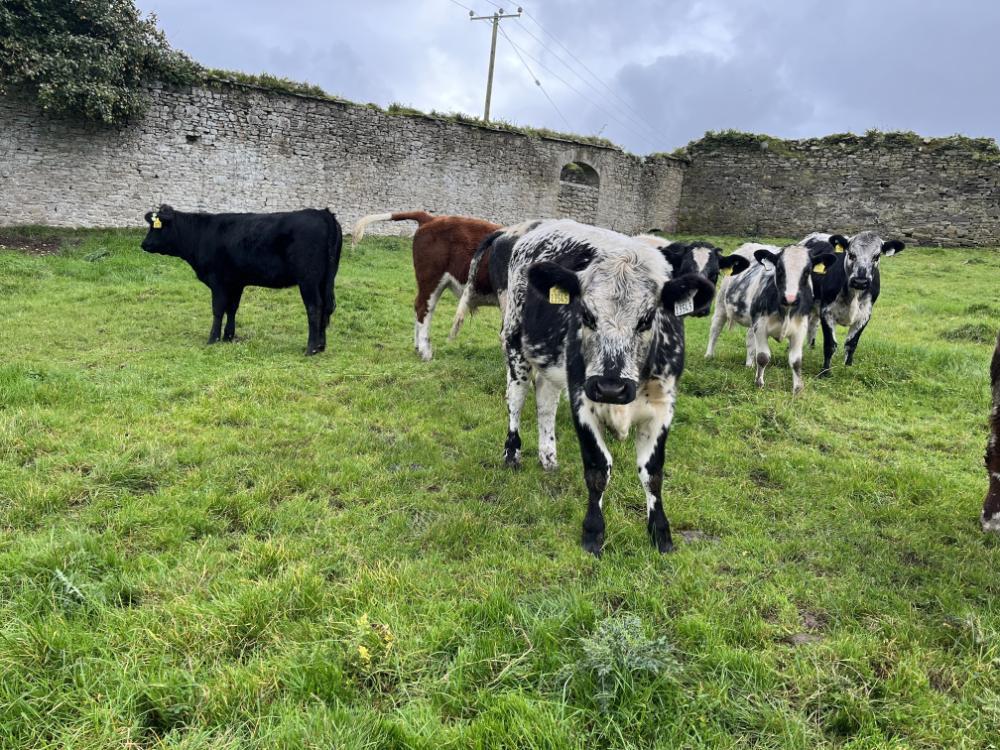 Dairy beef heifers at grass