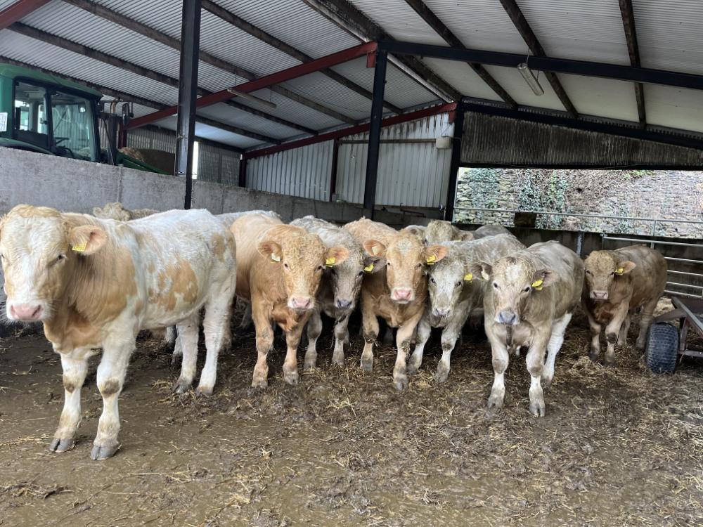 Housed bull weanlings