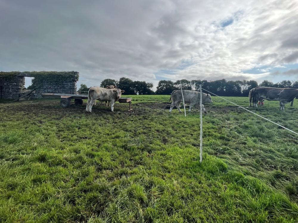 Bulls forward creep grazing and eating meal at a trough