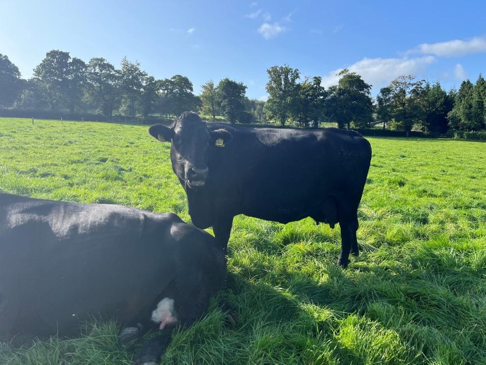 Another cull cow at grass