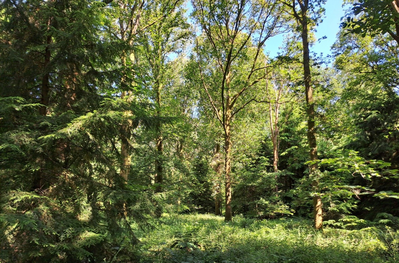 New analysis shows that tree diversity builds climate resilience and boosts economic return