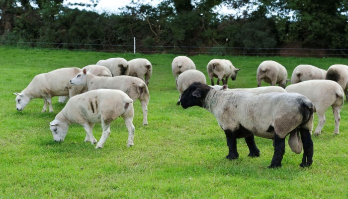 Irish National Sheep Breeding Indexes