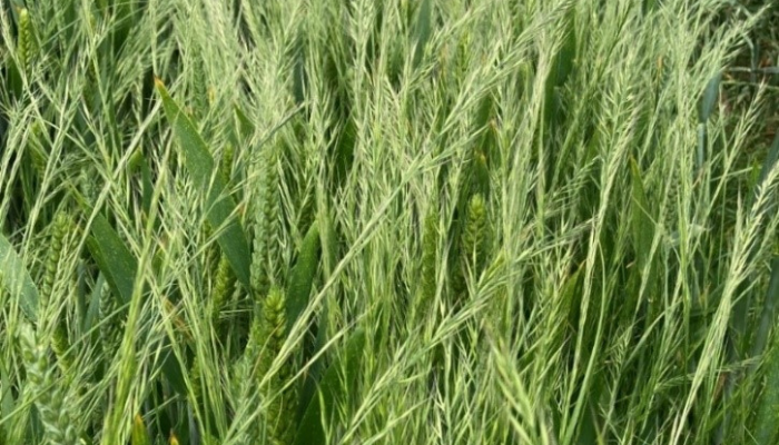 Rat’s tail fescue - an emerging threat