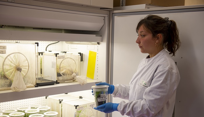 Unravelling the complex interaction of cereal aphids and the virus they vector