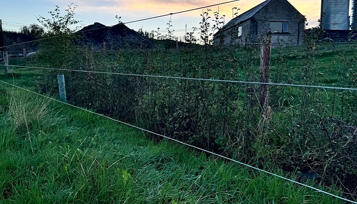 Recently established hedgerow at Ballyhaise College