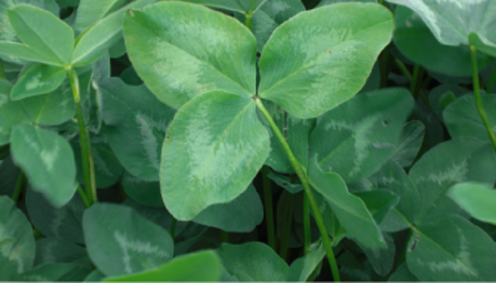 Red clover a winner on suckler farms