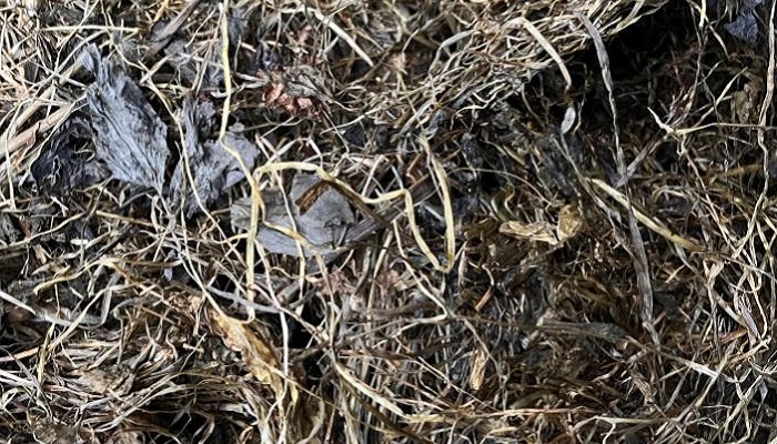a picture of red clover silage