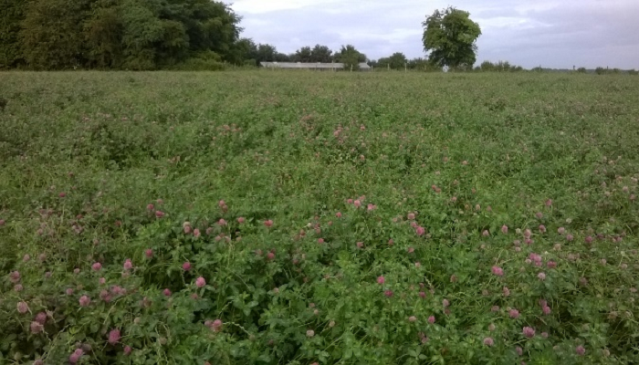 Red clover: Availing of the benefits on beef farms
