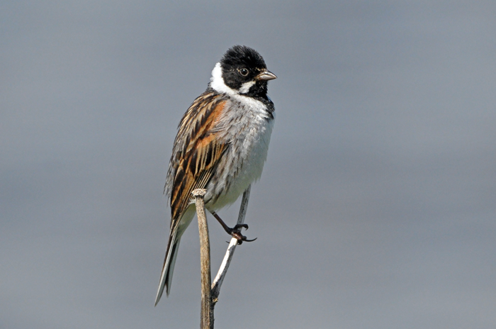 A reed bunting pictured on a branch
