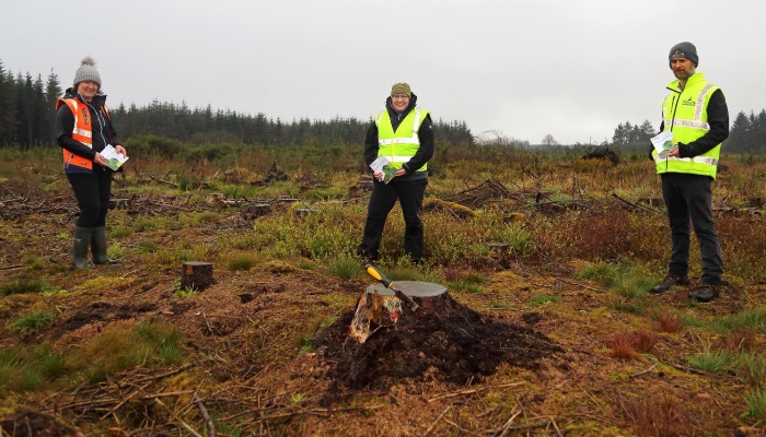 Towards integrated pest management for pine weevil in Ireland