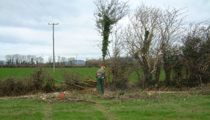 Hedges for Rejuvenation
