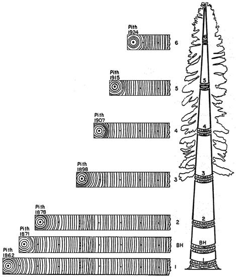 Representation of stem analysis and crossdating