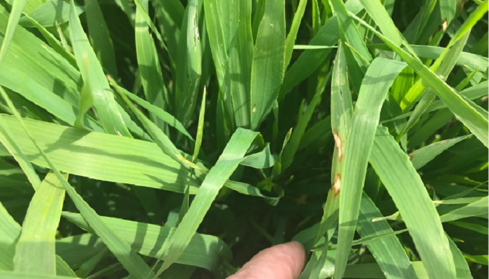 Tailoring disease control strategies for spring barley