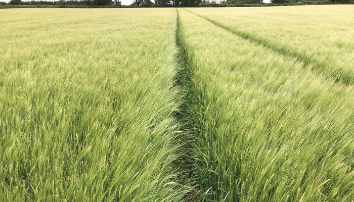 Grain the advantage