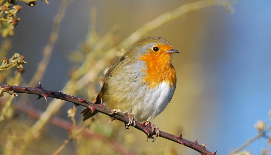 Robin 05 (Brian Burke) 