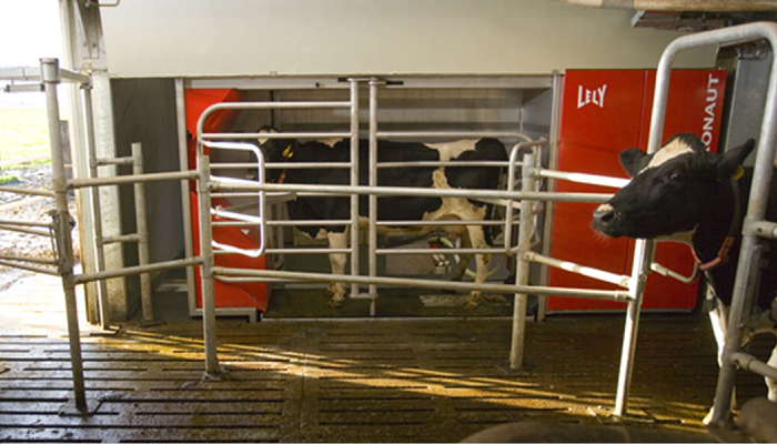 Getting the basics right – Robotic milking