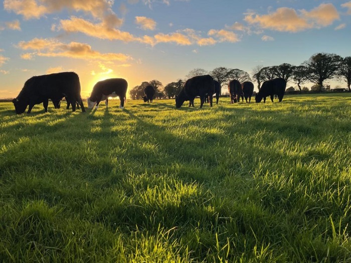 Store animals grazing with sun set in back ground