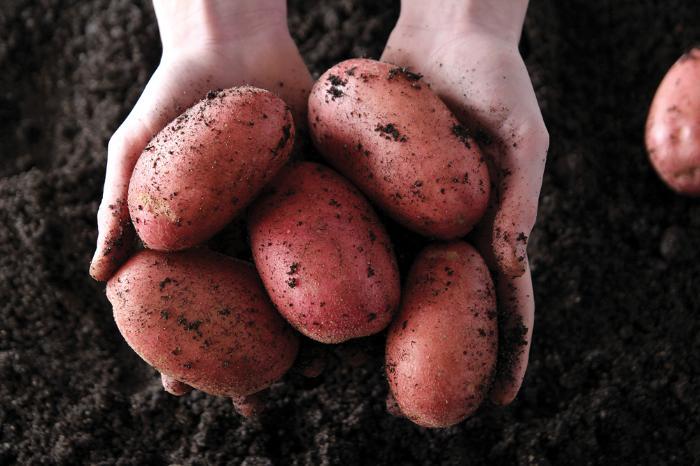 TResearch Summer 2024