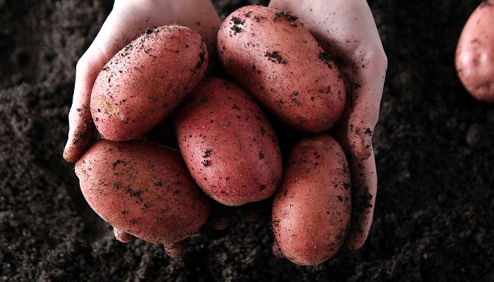 Teagasc at BTYSTE: Breeding potatoes for the future