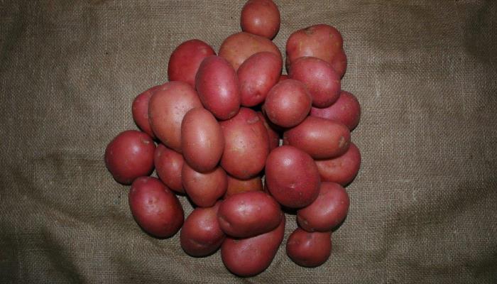 Why is there a shortage of Irish spuds in the shops right now?