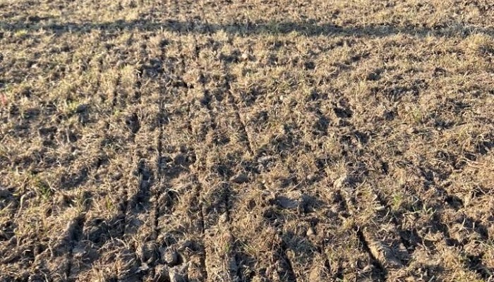 A paddock reseeded by direct drilling on Ruairi Cummins farm