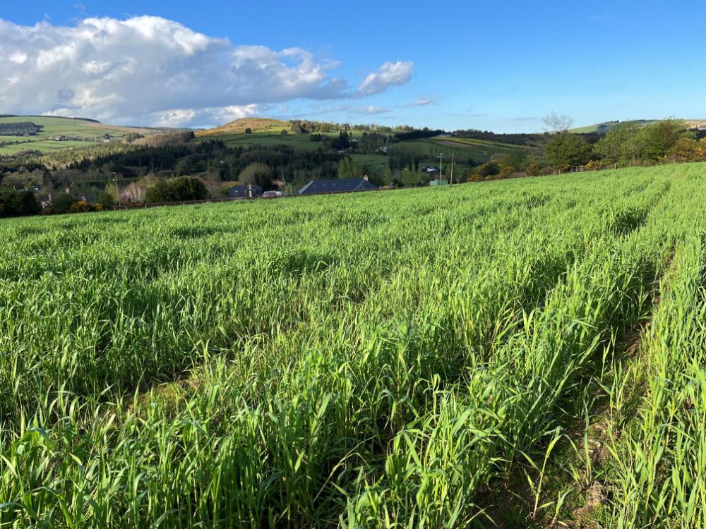 Rye growing