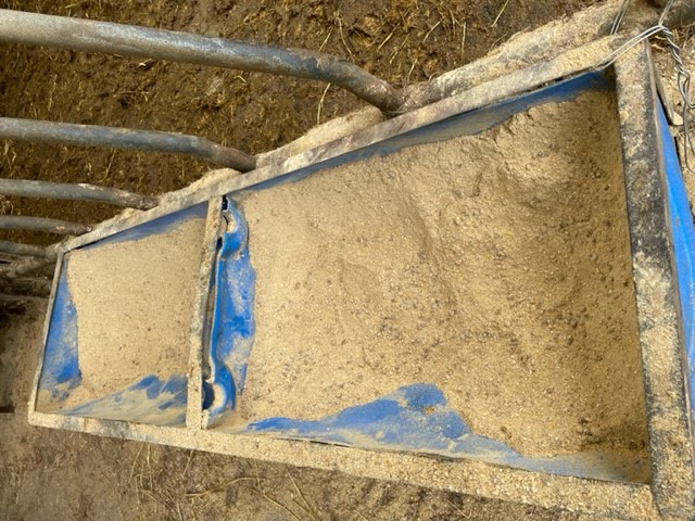 Ration being fed to the bulls