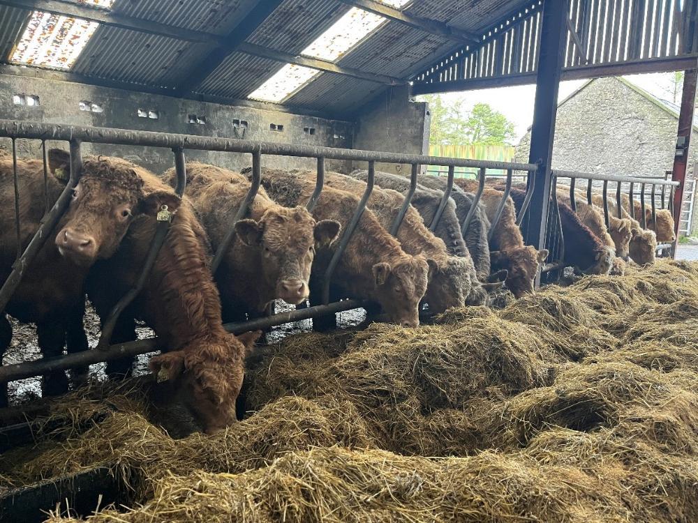Bulls eating silage