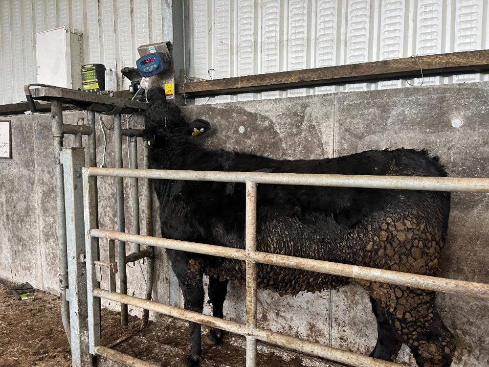 Heifer being weighed in crush