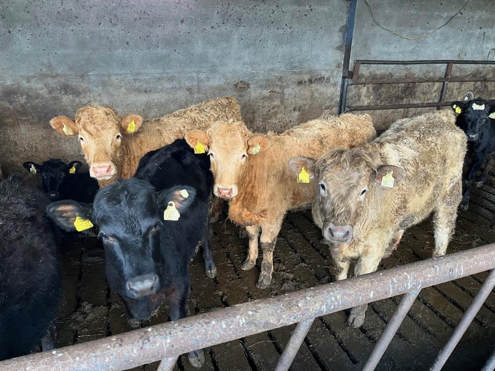 Heifers in slatted shed