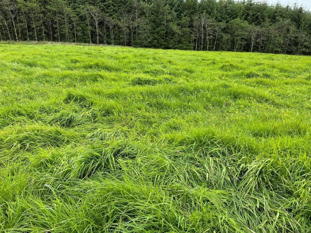 Red clover