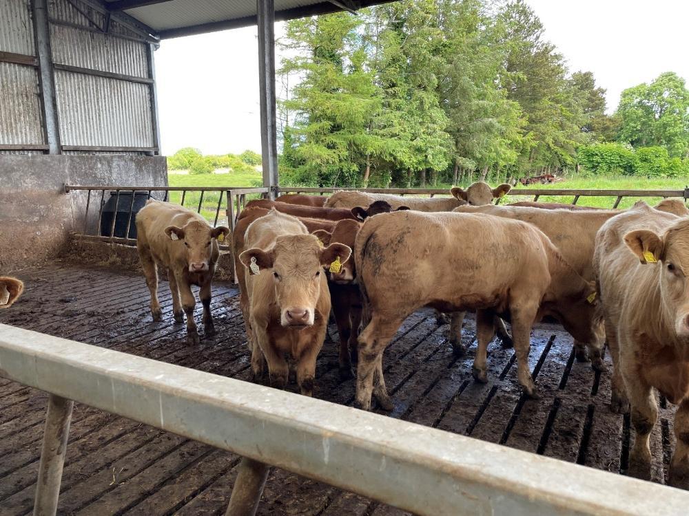 Housed heifers