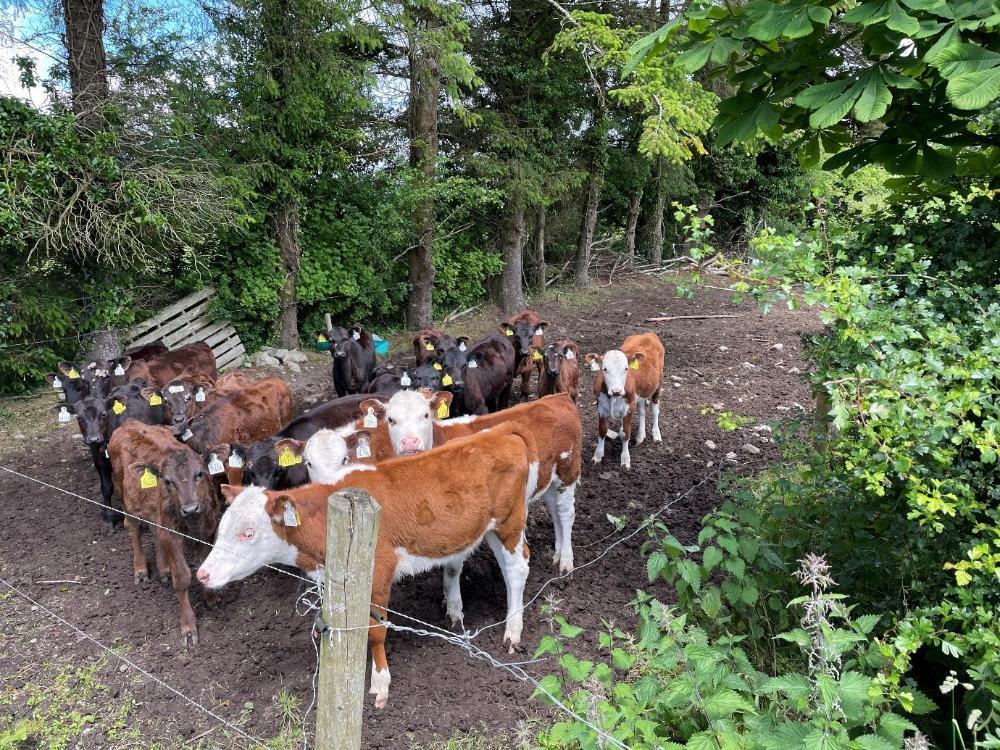 Dairy beef calves