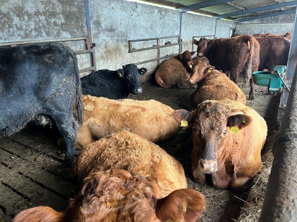 Cows in shed