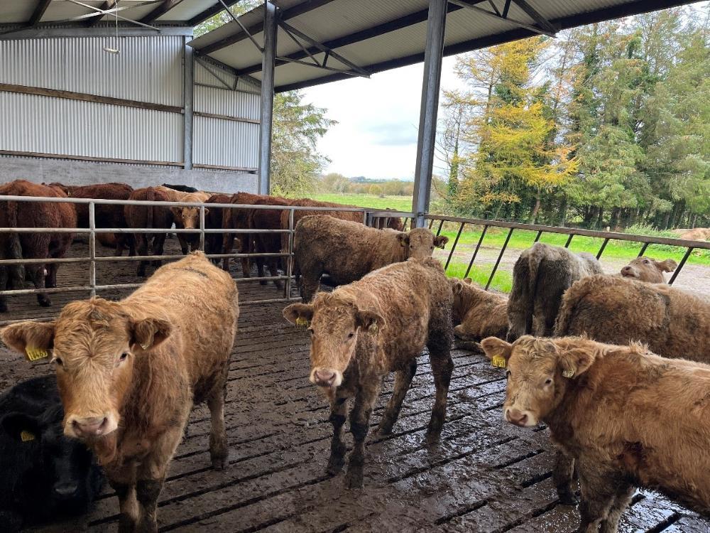 Heifer weanlings