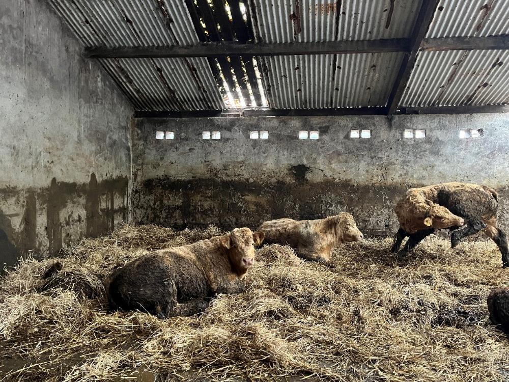 Bulls in shed