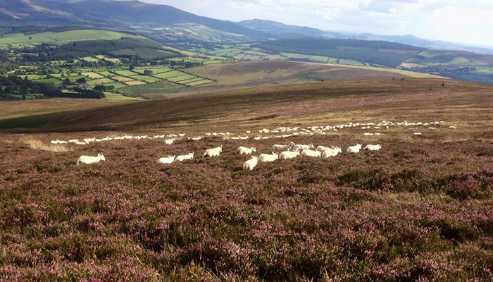 SUAS (Sustainable Uplands Agri-Environment Scheme)