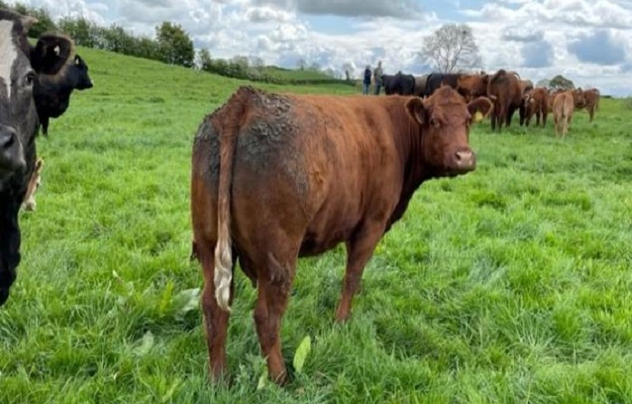 A Saler cross cow on Wesley Browne's farm