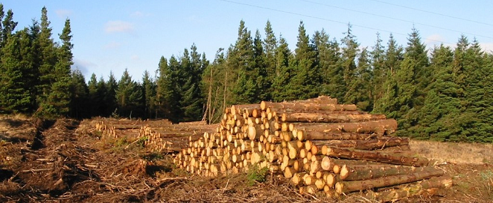 Teagasc announces post-storm timber harvesting and marketing events, April 1 - April 15