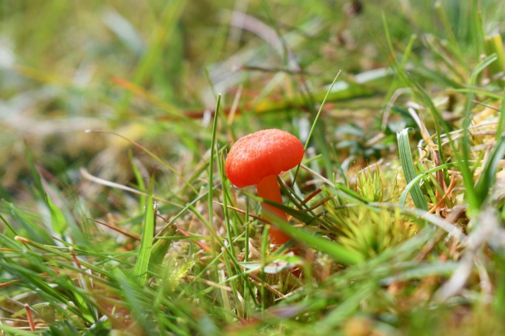 Growing Wild: Scarlet Waxcap and Yellow Meadow Ants