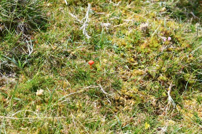 Scarlet waxcap habitat