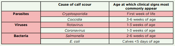 Causes and age of scour in calves
