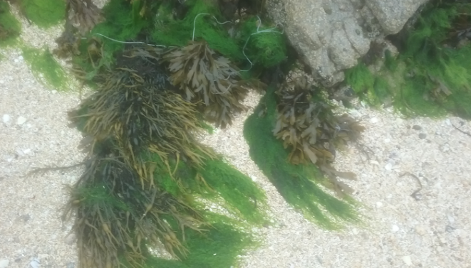Seaweeds for foods and feeds