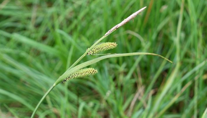 sedge flower and seed